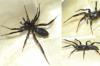 Zelotinae inconnu